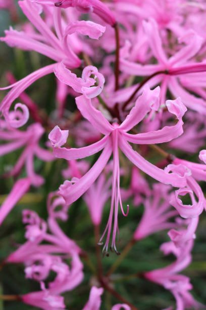 Nerine rose